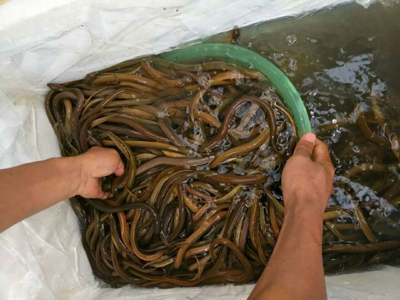 黄鳝苗人工养殖正大9号，