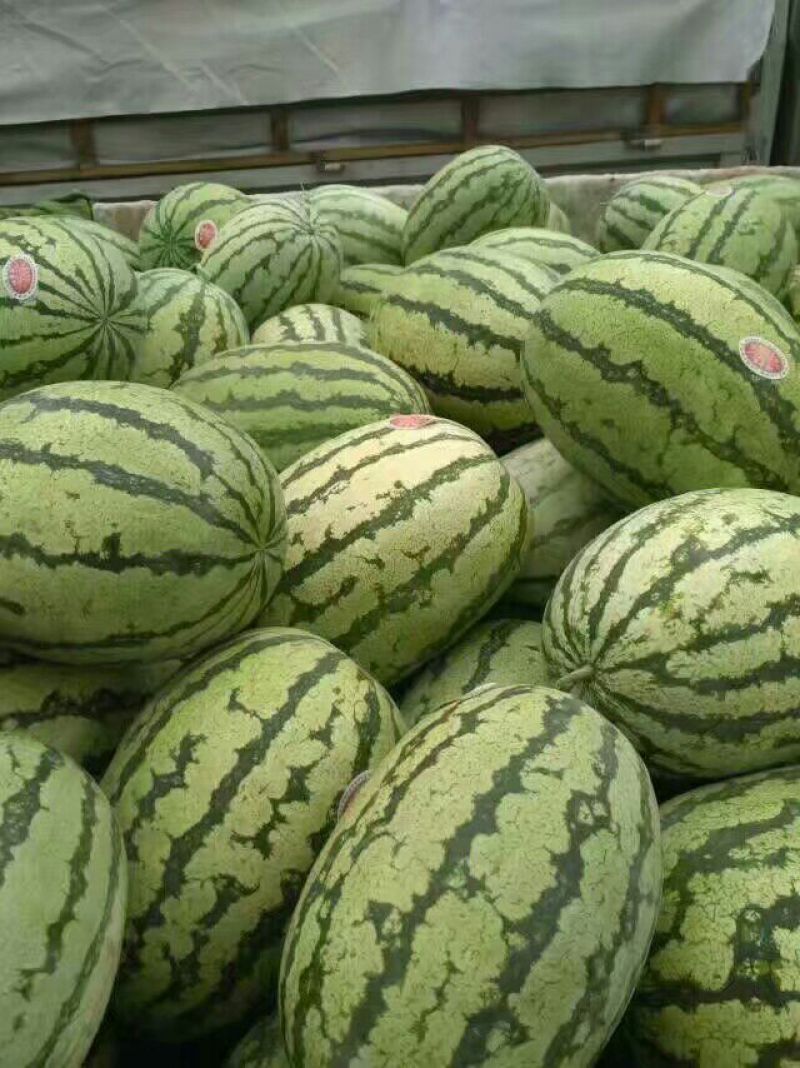 金花一号硒砂瓜