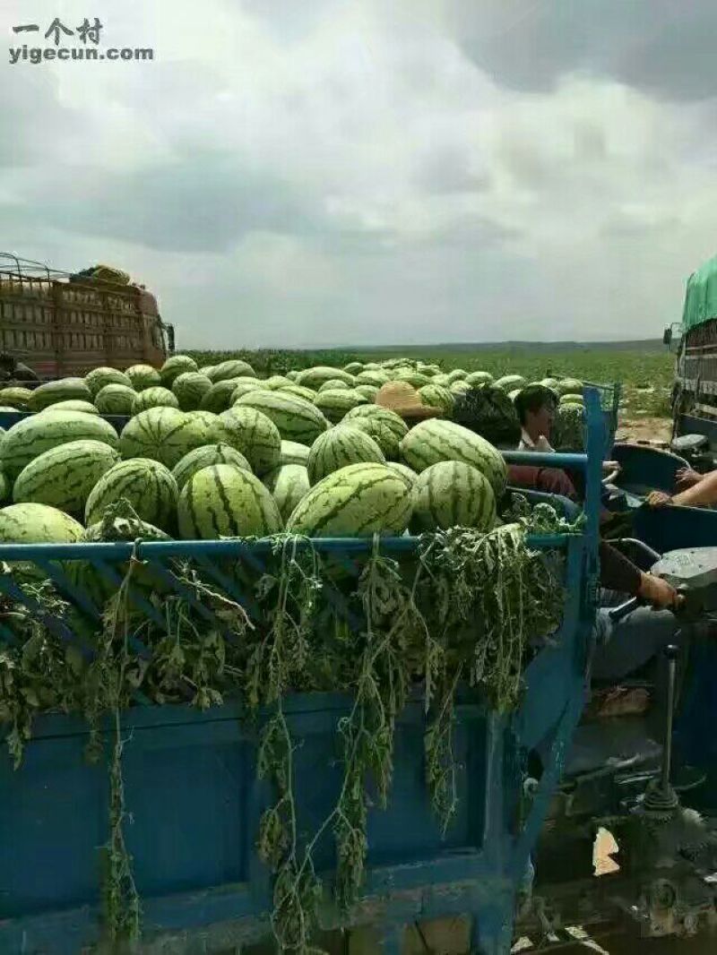 金花一号硒砂瓜