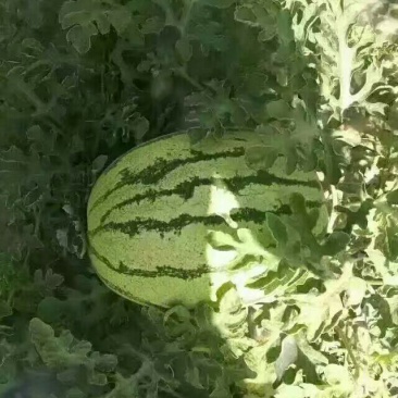 金花一号硒砂瓜