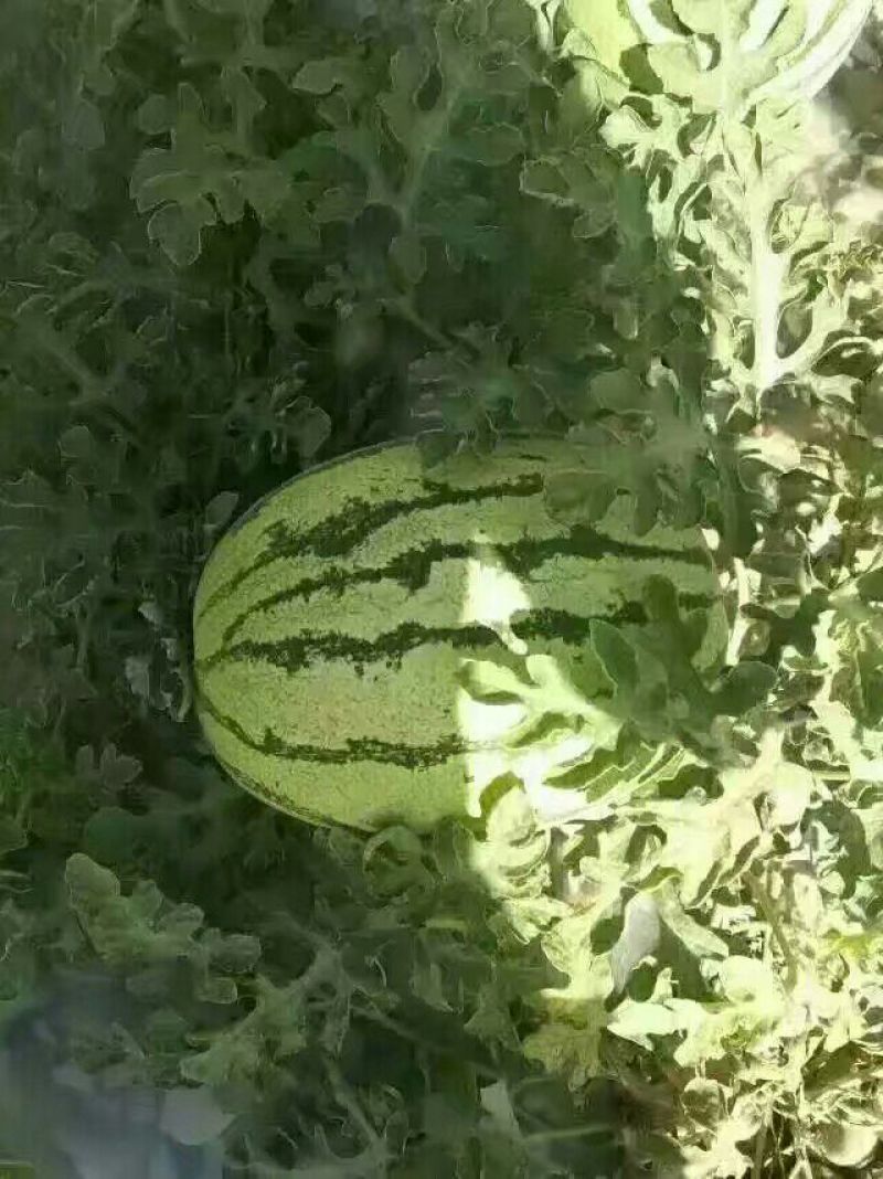 金花一号硒砂瓜
