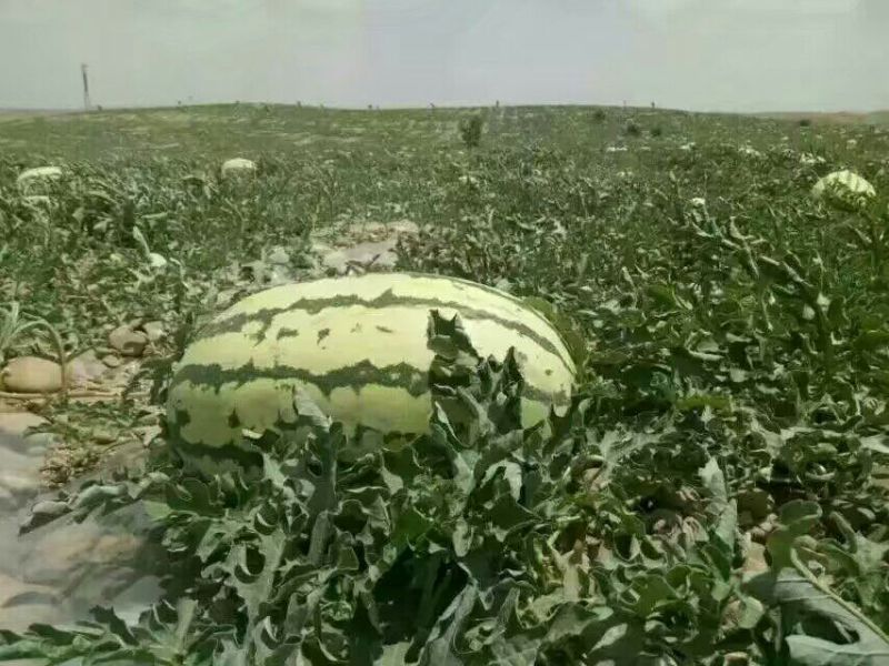 金花一号硒砂瓜