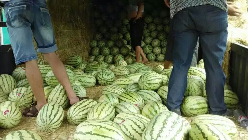 金花一号硒砂瓜