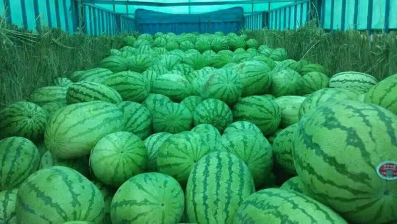 金花一号硒砂瓜