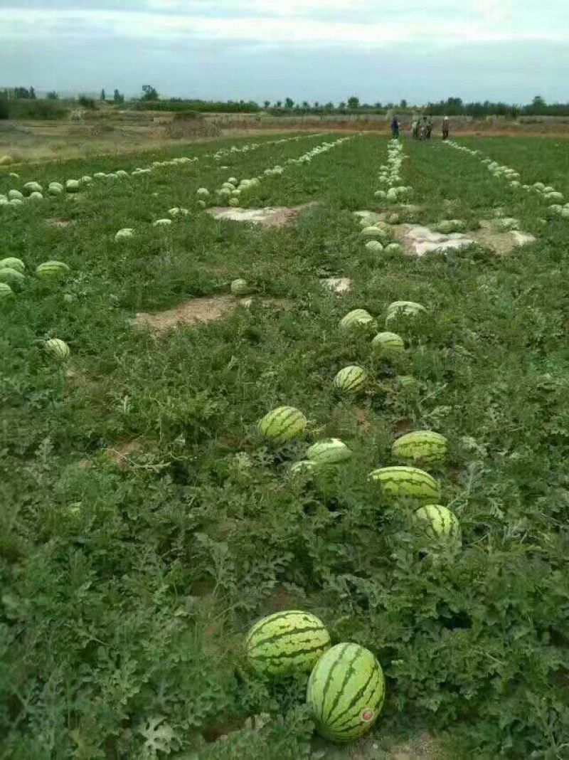 金花一号硒砂瓜