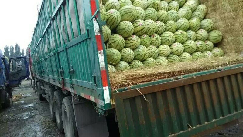 金花一号硒砂瓜