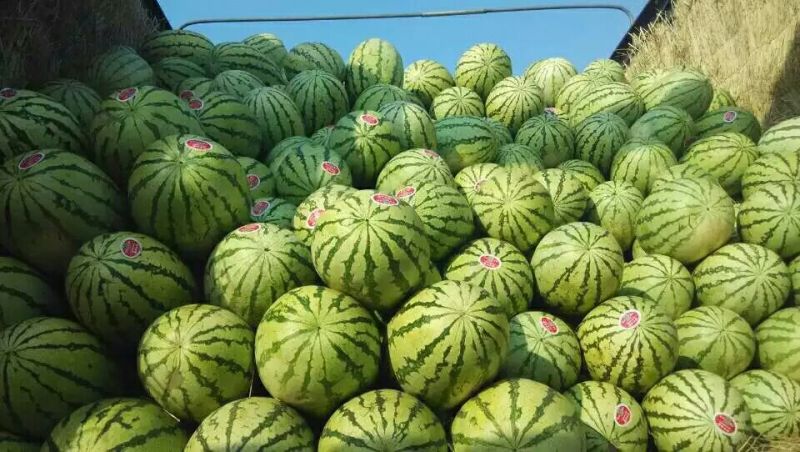 金花一号硒砂瓜