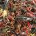 小龙虾小龙虾主养4-6钱（20-30克）食用活虾