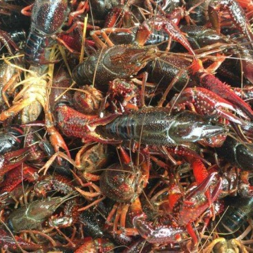 湖虾小龙虾主养7-9钱（35-45克）食用活虾