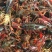 湖虾小龙虾主养7-9钱（35-45克）食用活虾