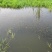 湖虾小龙虾主养7-9钱（35-45克）食用活虾