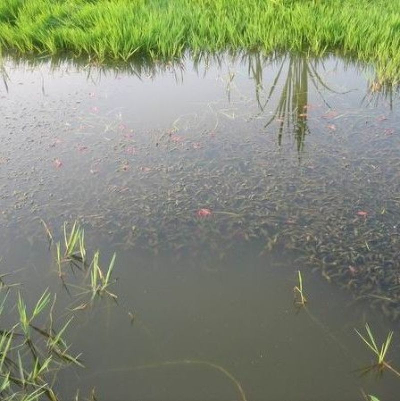 湖虾小龙虾主养7-9钱（35-45克）食用活虾