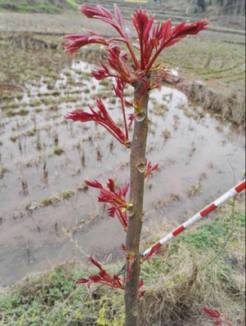 香椿芽20cm以下