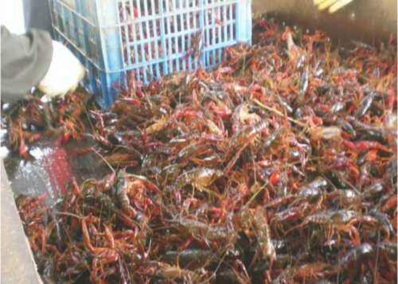 湖虾小龙虾主养7-9钱（35-45克）食用活虾