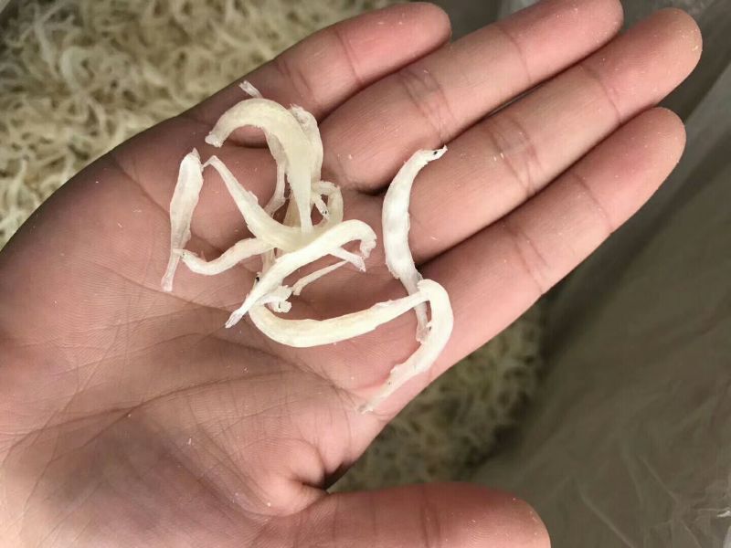 银鱼干日晒鱼干
