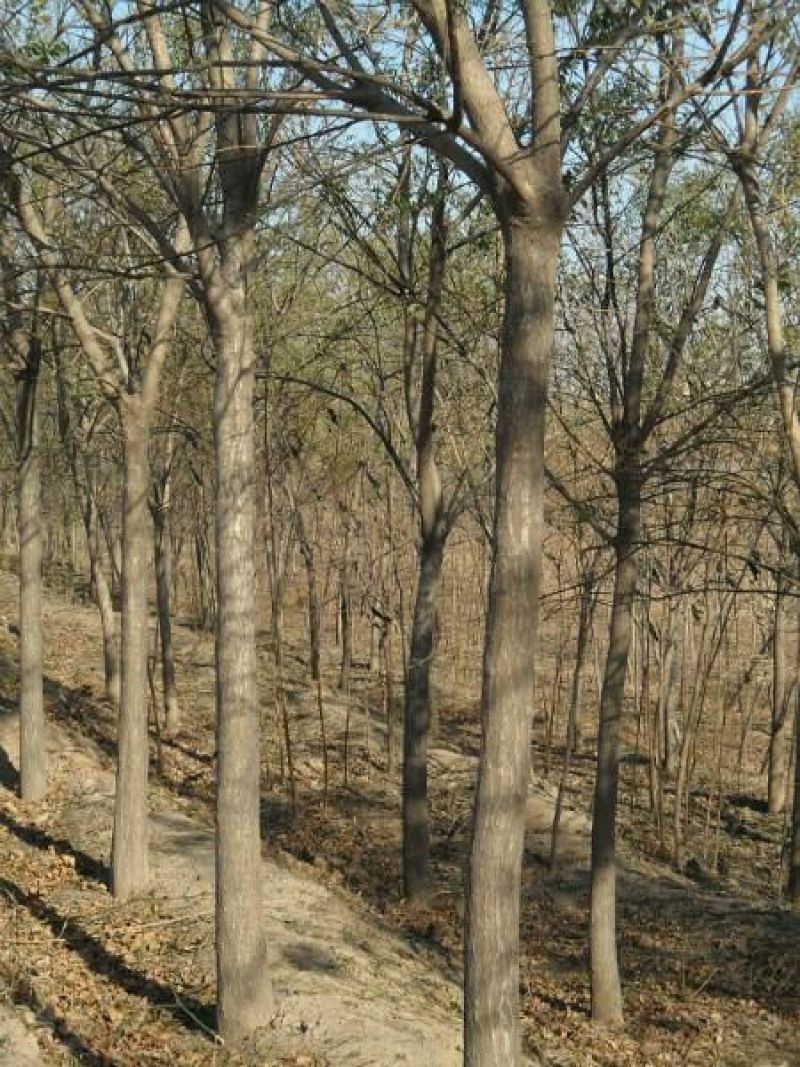 速生柳4~6cm4~6cm2.5~3米毛柳青柳