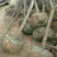 樱花树D13一16公分