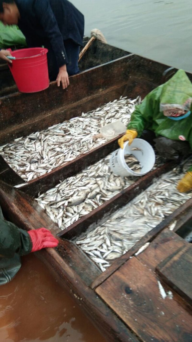 水库大小餐鲦鱼白条等每天都有新鲜鱼货