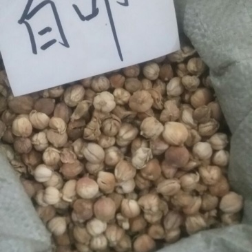 白豆蔻散装