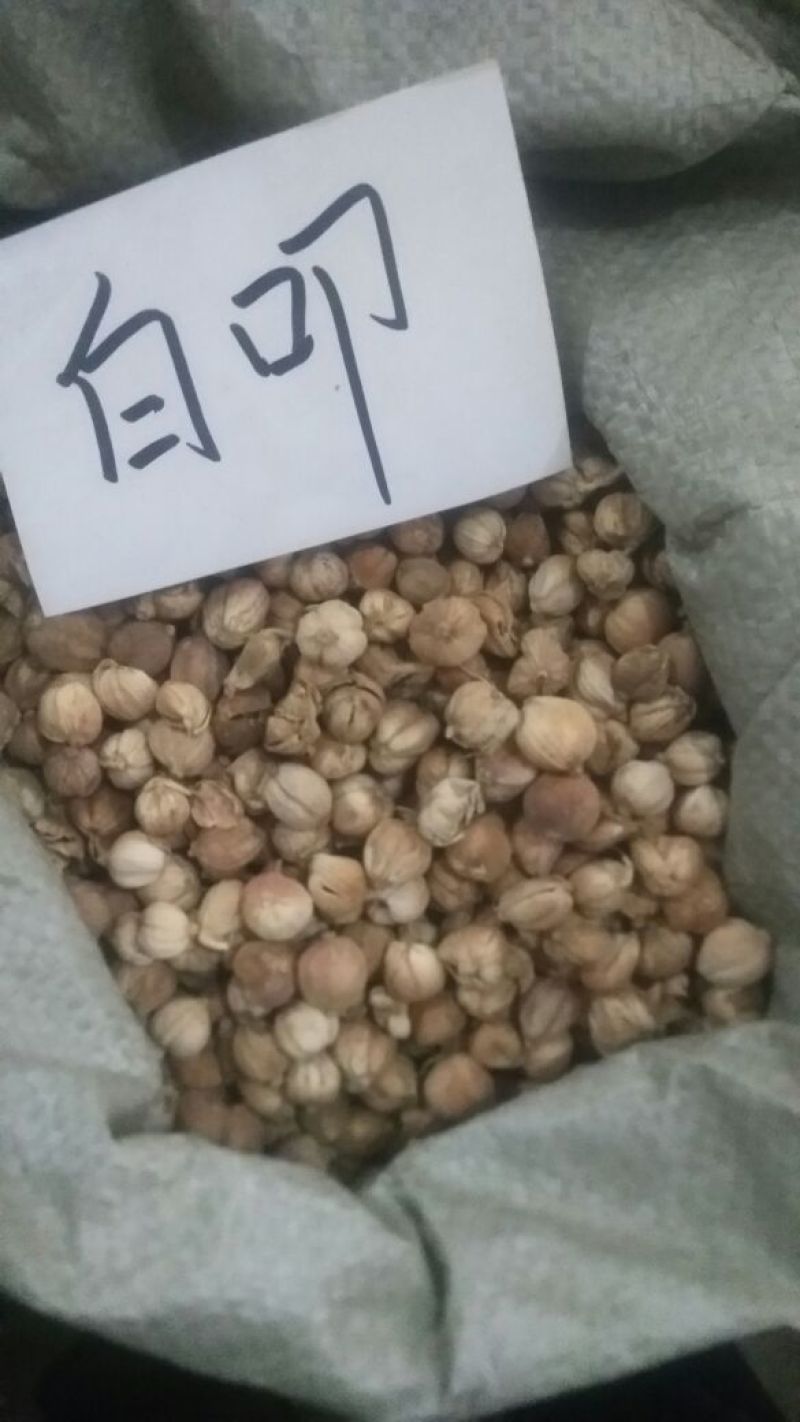 白豆蔻散装