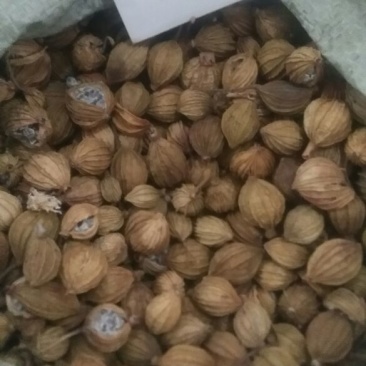 香砂