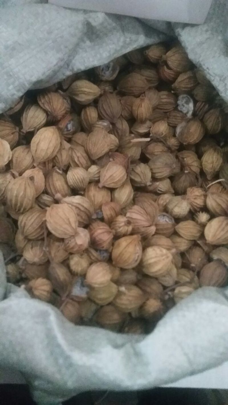 香砂