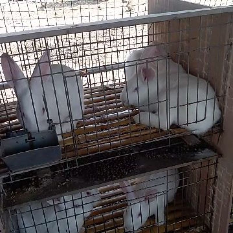新西兰兔1~3斤种兔