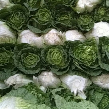 大白菜净菜3~5斤