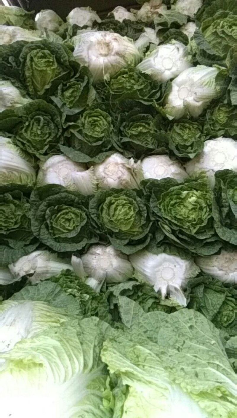 大白菜净菜3~5斤