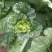 大白菜净菜3~5斤