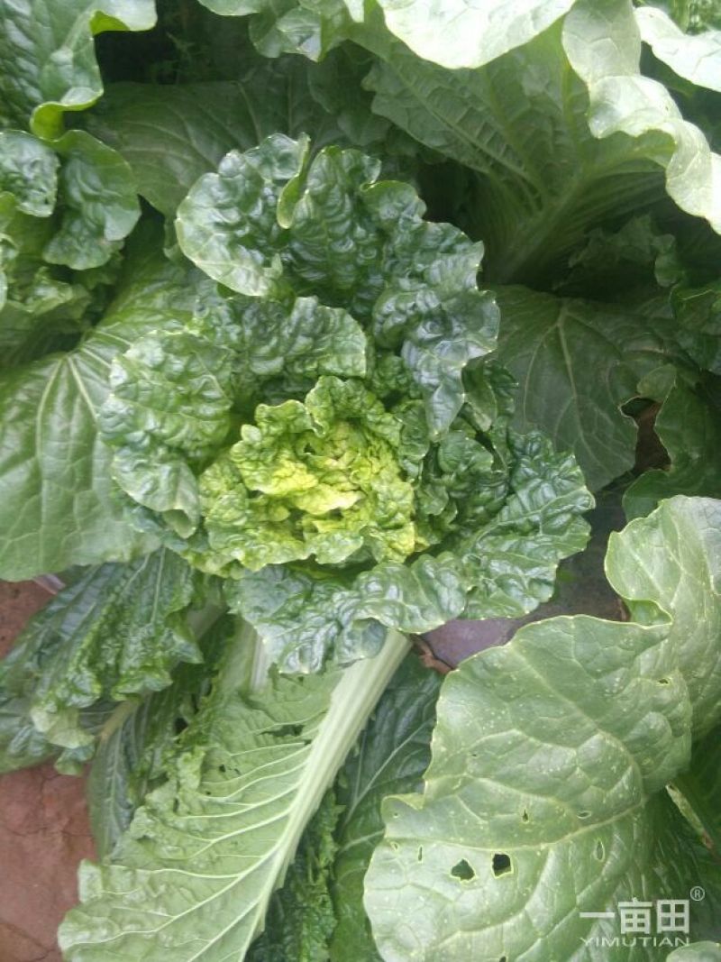 大白菜净菜3~5斤