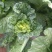 大白菜净菜3~5斤