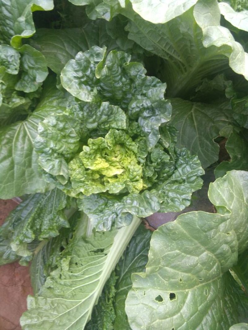大白菜净菜3~5斤