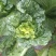 大白菜净菜3~5斤