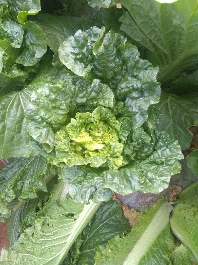 大白菜净菜3~5斤