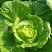 大白菜净菜3~5斤