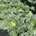 大白菜净菜3~5斤