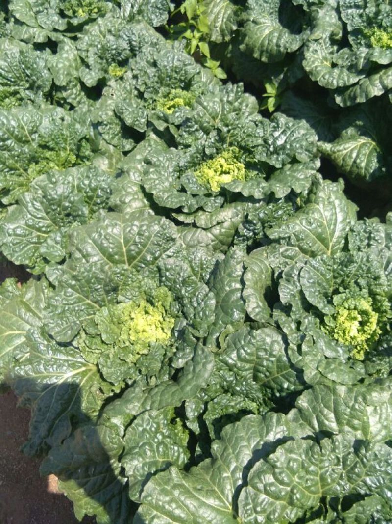 大白菜净菜3~5斤