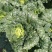 大白菜净菜3~5斤