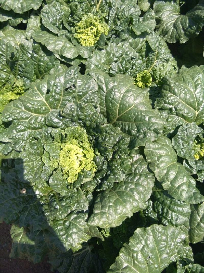 大白菜净菜3~5斤