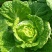 大白菜净菜3~5斤