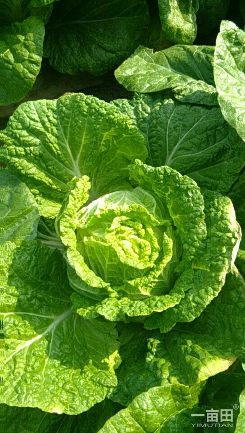 大白菜净菜3~5斤
