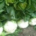 大白菜净菜3~5斤