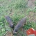 巴马香猪藏香猪环江香猪全放养改良种早五个月出栏