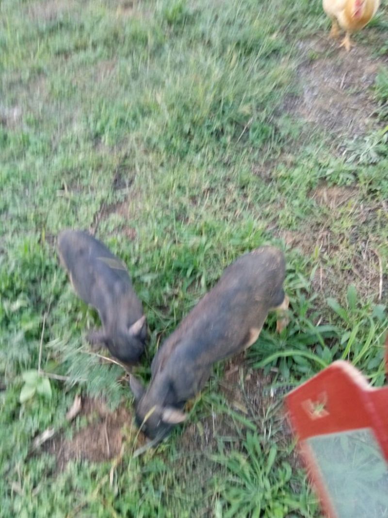 巴马香猪藏香猪环江香猪全放养改良种早五个月出栏