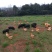 巴马香猪藏香猪环江香猪全放养改良种早五个月出栏