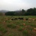 巴马香猪藏香猪环江香猪全放养改良种早五个月出栏