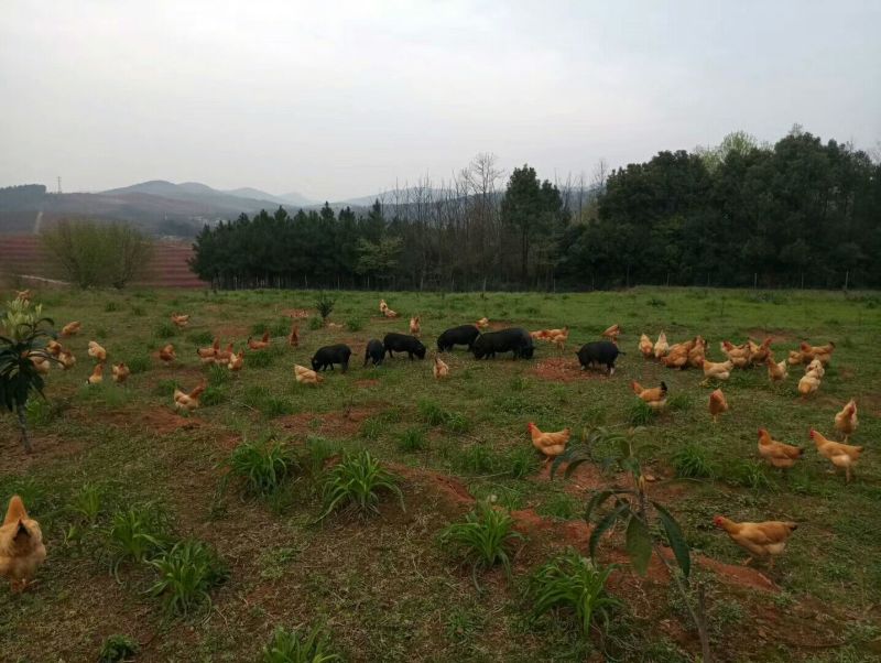 巴马香猪藏香猪环江香猪全放养改良种早五个月出栏