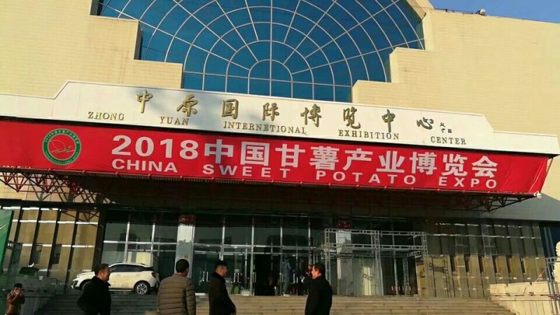 25红薯苗质量保证韦博薯业基地直供量大从优基地考察