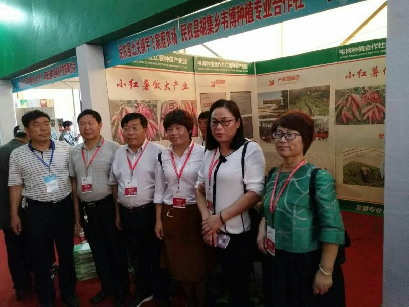 25红薯苗质量保证韦博薯业基地直供量大从优基地考察
